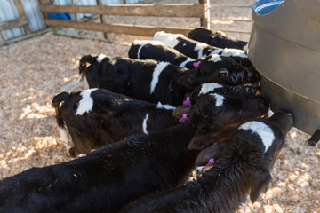 Calves drinking milk