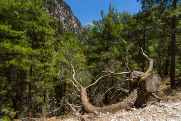 Samaria Gorge. Crete. Greece.