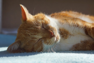 眠る茶猫