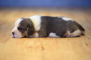 Fototapeta premium 1 month year old beagle Puppy (Silver Tri color) is sleeping in the room
