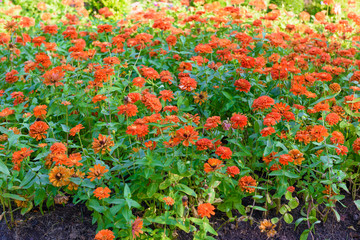 Fototapeta premium Vivid close up Zinnia flower