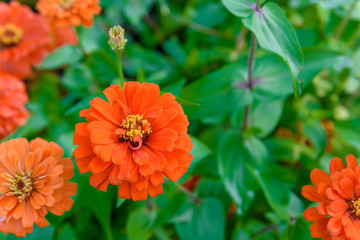 Vivid close up Zinnia flower
