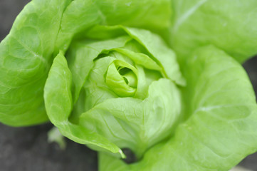 butterhead lettuce or lettuce in the garden