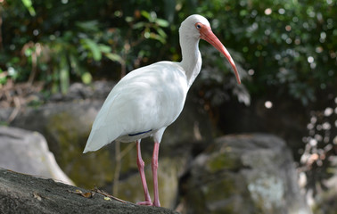 White Ibis