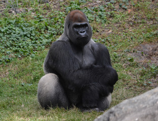 Fototapeta premium Western Gorilla