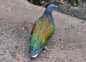 Nicobar Pigeon