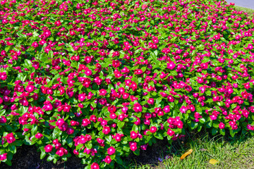 beautiful pink vinca flower