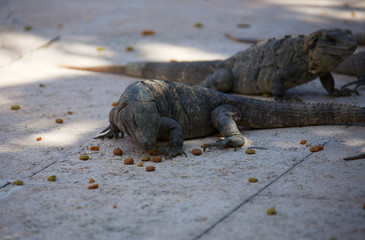 Black spiny-tailed iguana, also called the black ctenosaur is a lizard native to Mexico and Central America. It is the fastest-running species of lizard.