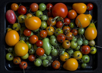Multicolored tomatoes