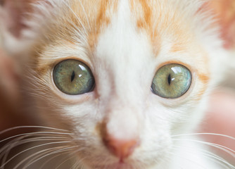 Young cat headshot
