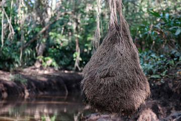 The roots of the banyan tree. Little Amazon of TakuaPa in PhangNga, South Thailand.