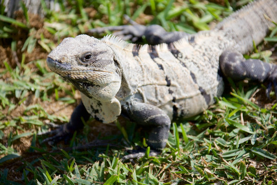Black spiny-tailed iguana, also called the black ctenosaur is a lizard native to Mexico and Central America. It is the fastest-running species of lizard.