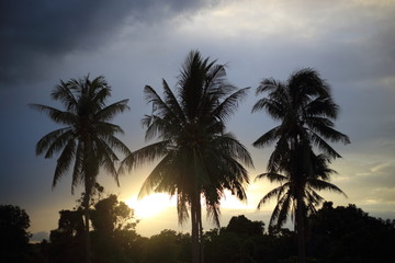 Obraz premium Coconut Tree Silhouette