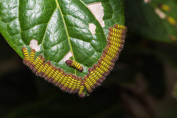 Cyclosia panthona caterpillars