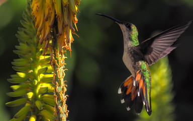 Hummingbird
