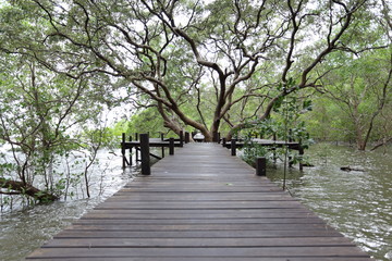 Plakat Walkway made from wood and mangrove field of Thung Prong Thong forest in Rayong at Thailand