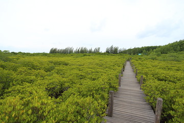 Fototapeta na wymiar Walkway made from wood and mangrove field of Thung Prong Thong forest in Rayong at Thailand