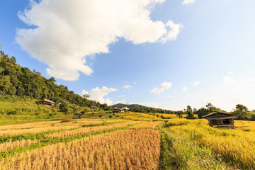 Terraced rice field after harvesting