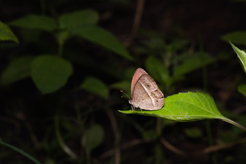 Chinese Bushbrown butterfly