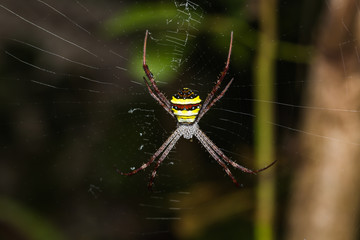 Multi-coloured Argiope spider