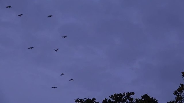 A flight of Fruit Bats (Suborder: Megachiroptera, Family: Pteropodidae, Genus: Pteropus) leaving a mangrove swamp silhouetted against an evening sky.