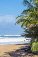 Obraz na płótnie Canvas waves, beach and palms
