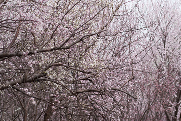 Flower bud/peach tree