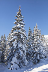 Winter forest. Snow covered spruces.