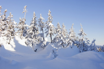 Snow covered fir tree. Blue sky. Winter
