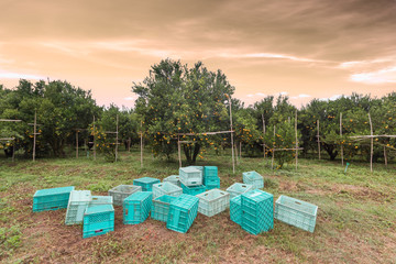 plastic fruit boxes oranges