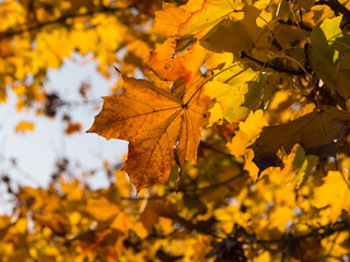 Naklejka na ściany i meble autumn leaves on a beautiful and sunny day
