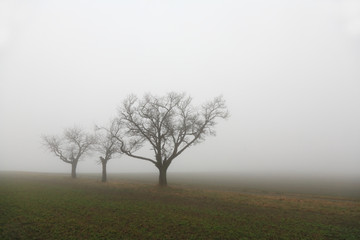 Obraz premium Trees on a field in fog