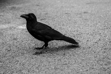 Crow standing on footpath with tree shadow. Shoot in black and white shot.