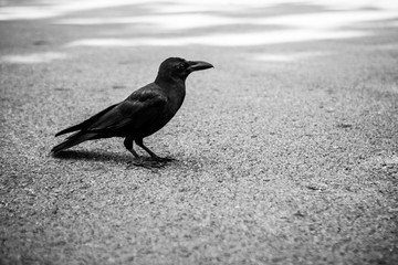Crow standing on footpath with tree shadow. Shoot in black and white shot.