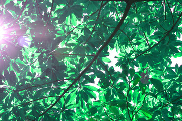 Green leaves background from central of Thailand