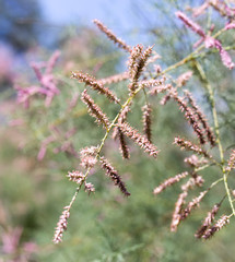flowers on conifers
