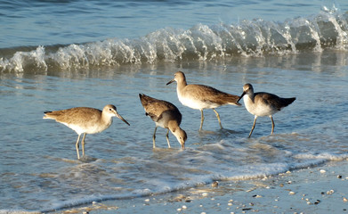 Sandpiper