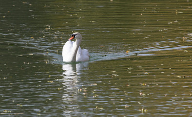 White swan on the lake in autumn