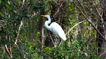 Egret