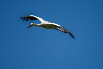Weißstorch im Flug - Ciconia ciconia