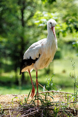 Weißstorch im Nest - Ciconia ciconia