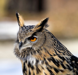Uhu - Bubo bubo