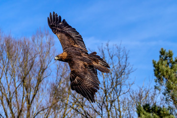 Steinadler im Flug - Aquila chrysaetos