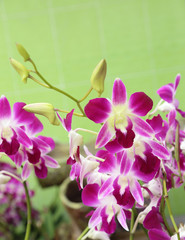 Purple orchid flower on greenery color background.