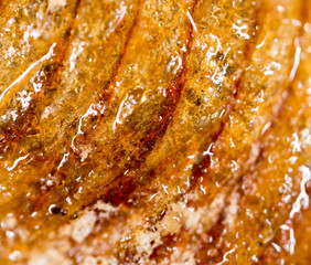 insect pupa as a background. macro