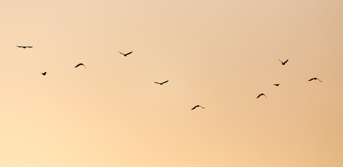 a flock of birds at sunset