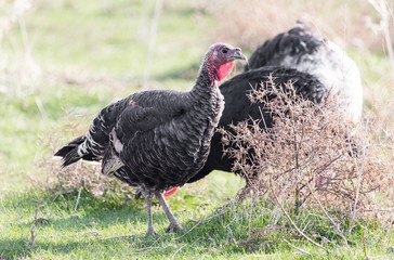 farm turkeys outdoors