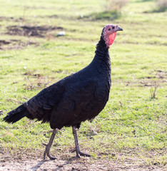 a turkey on a farm outdoors