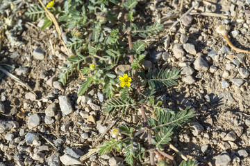Leaves and flowers of Tribulus terrestris. It is native to warm temperate and tropical regions of the Old World. It is widely used as food supplement. Photo taken in Ciudad Real Province, Spain
