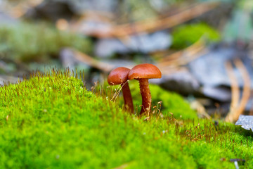 orange fairy-mushroom in the moss close up